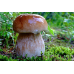Мицелий Белого гриба березового (Boletus betulicola)
